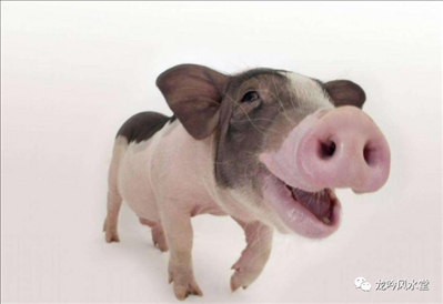 属猪女2022年全年运势如何,2022年属猪的女人运气怎么样