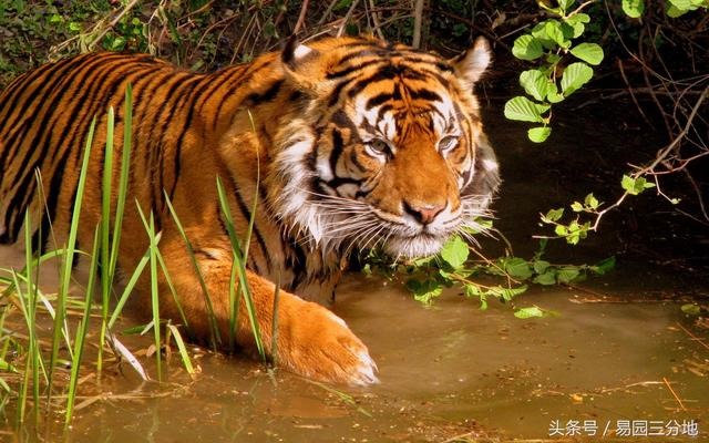 022年犯披麻星的生肖,2022年最倒霉的四大生肖"