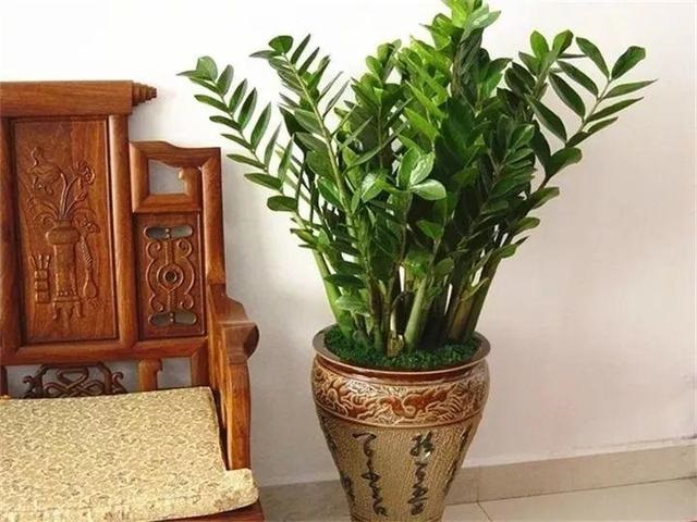 属虎的人最旺的植物，属虎人的旺财植物