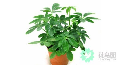 属蛇人风水更好的头像，蛇最招财的微信 名