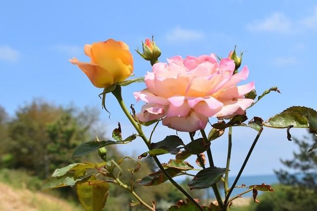 022年属猪女的运势和财运，属猪2022年桃花运势如何"