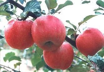 属兔运程2022生肖年运，属兔未来5年运势走向