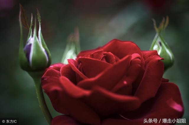 对容貌要求高的生肖男，十二生肖的性格