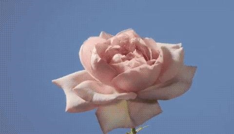 蛇女比羊男大两年好吗，蛇见羊哭断肠是谁哭