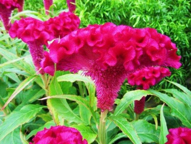 7年属蛇适合穿什么颜色，一生旺77年属蛇的颜色"