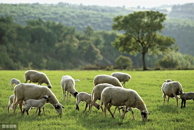 羊蛇是羊还是蛇，属蛇和属羊的合不合
