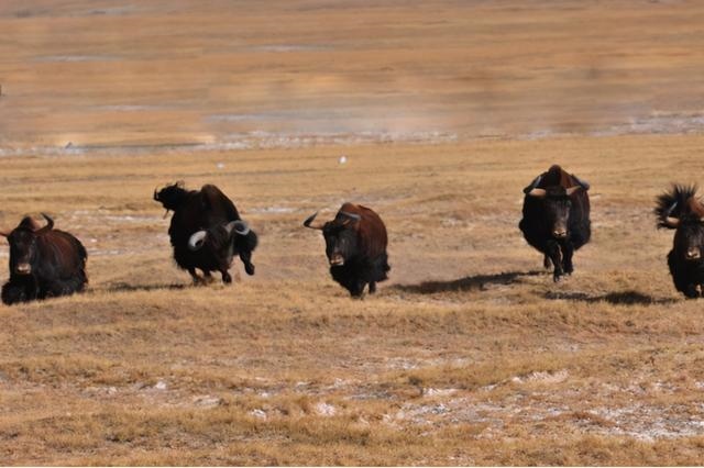 牛年最旺的生肖是什么，什么年哪个生肖好