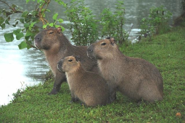 属鼠的人为什么怕老鼠，属鼠的最怕什么属相