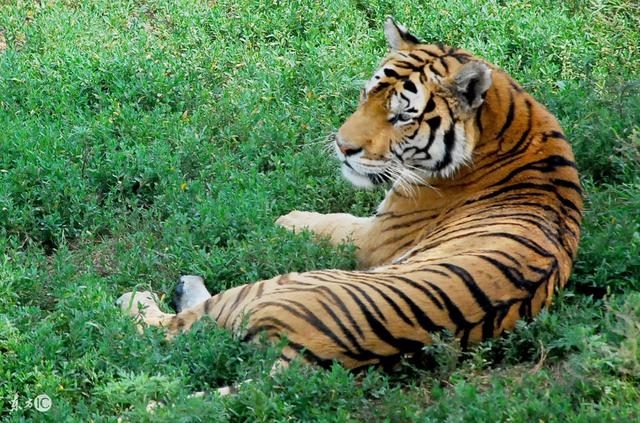 986年生肖虎的运势，86年属虎的人2022