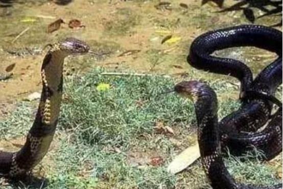 为什么属蛇智商排之一蛇图，射手座智商高的可怕