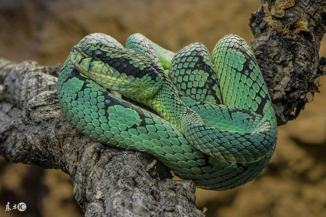 属蛇的人开什么车最旺，1977属蛇什么颜色吉祥