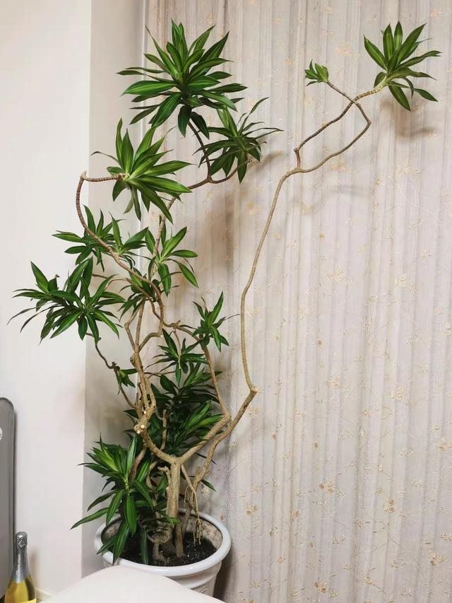 属蛇人家中适合挂哪些画，属蛇的人卧室挂什么画适合