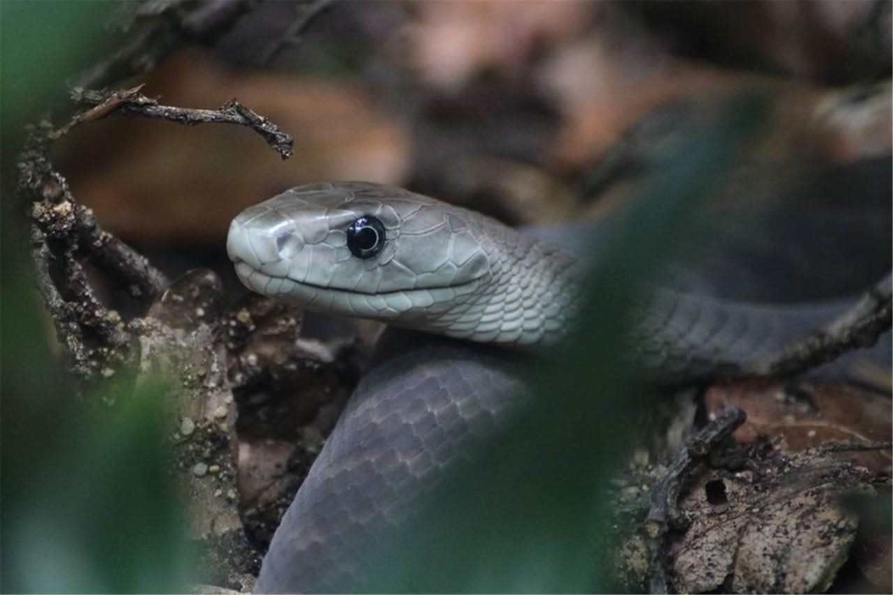 7年属蛇在2022年怎么样，2022