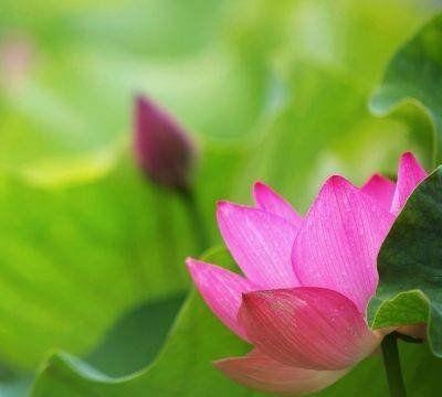 属蛇的为什么那么漂亮，属蛇的女人几月出生好