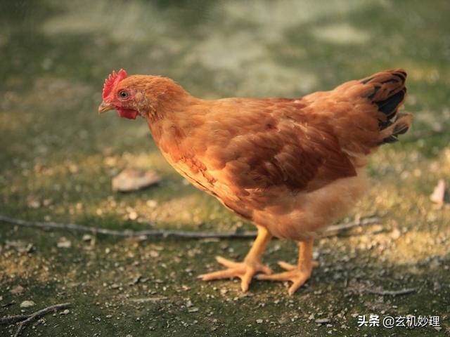 属蛇的明日财运如何，属蛇在2022 年财运好不好