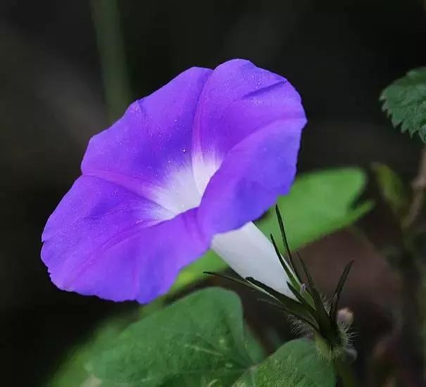 属龙属兔家里摆什么招财，属龙的家里养什么最旺