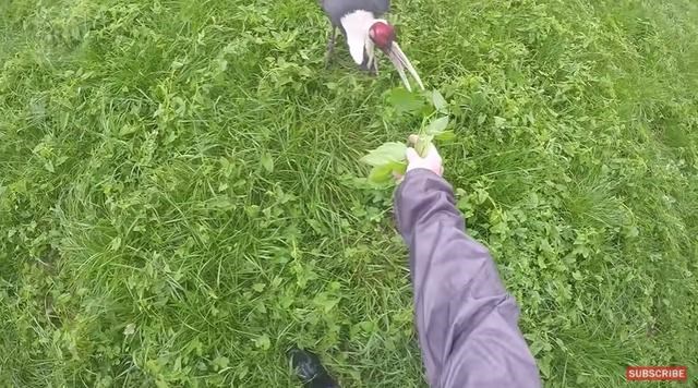 虎和蛇做夫妻好不好，男属虎女属蛇婚配情况