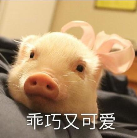 十二生肖中蛇天敌是谁，十二生肖配对蛇的克星