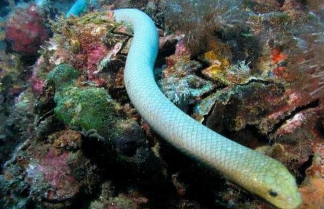 蛇的更大年龄是多少，蛇的岁数是分别多少岁