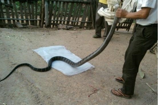 为什么属蛇智商排之一蛇图，射手座智商高的可怕