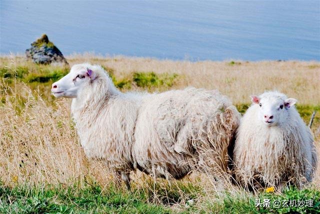 属羊最近的运势,属羊人本周运势