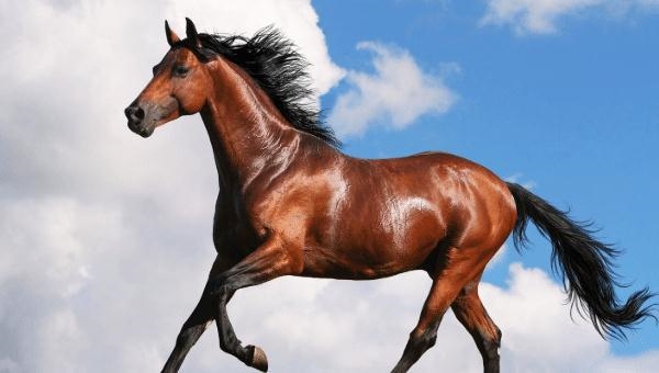 属相马男性更佳配偶，78年属马男更佳配偶