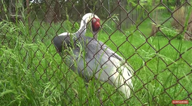 虎和蛇做夫妻好不好，男属虎女属蛇婚配情况