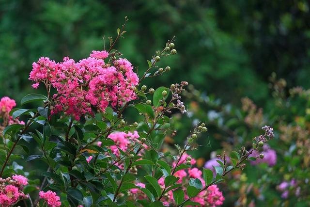 3年女2022年运势怎么样，81属鸡人的灾难年龄39岁"