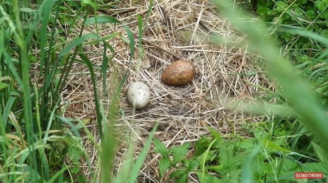 虎和蛇做夫妻好不好，男属虎女属蛇婚配情况
