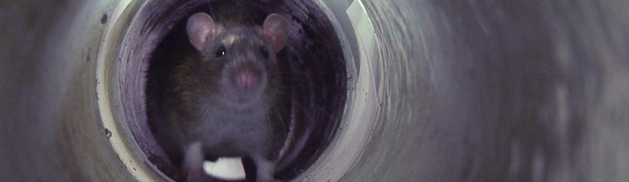 属鼠的人为什么怕老鼠，属鼠的最怕什么属相