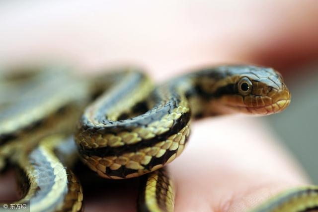 蛇在十二生肖里是最厉害的吗，实力强的可怕的生肖女