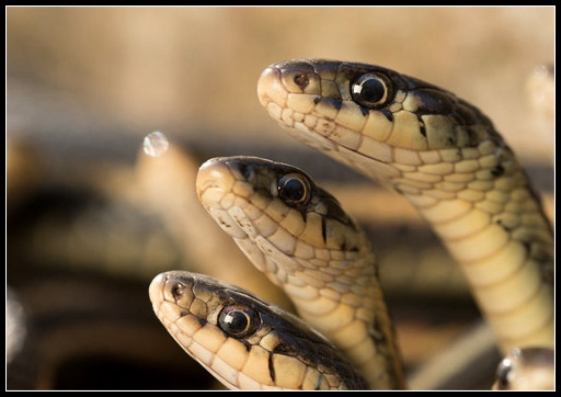 月的蛇是什么命运，八月出生的蛇命运怎么样"