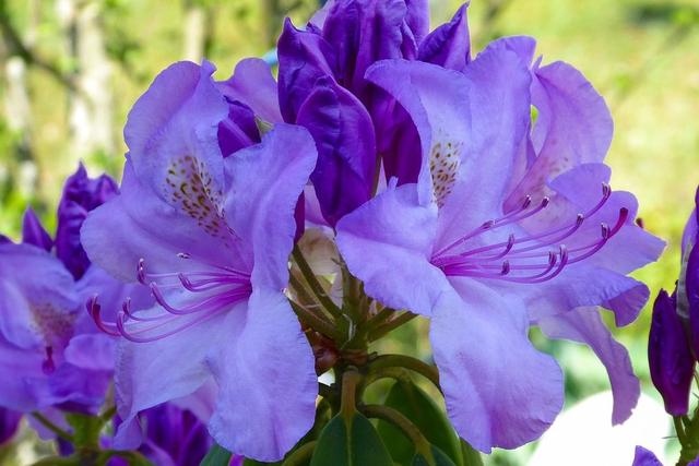 恋爱最甜蜜的4组生肖配对，不出轨长久生肖配对