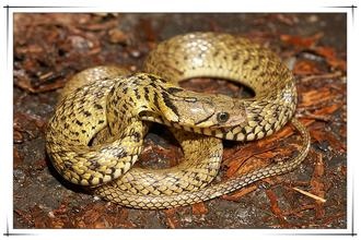 月出生的蛇命运如何,生肖蛇农历6月出生的命运"