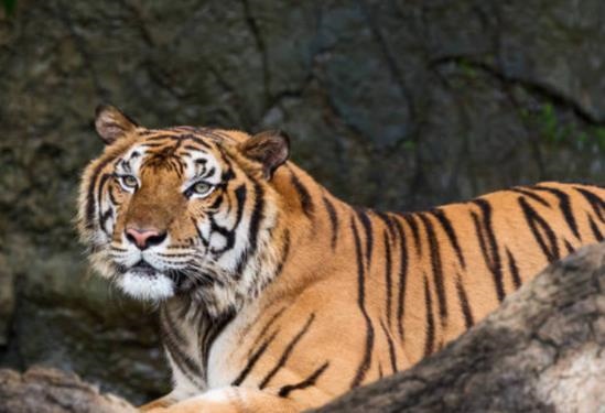 属虎的今年多大了2022年，属老鼠的今年多大了2022 年