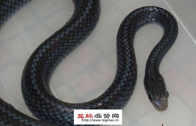 属蛇的2022年每月运势及运程,2022年86属虎人的全年运势女