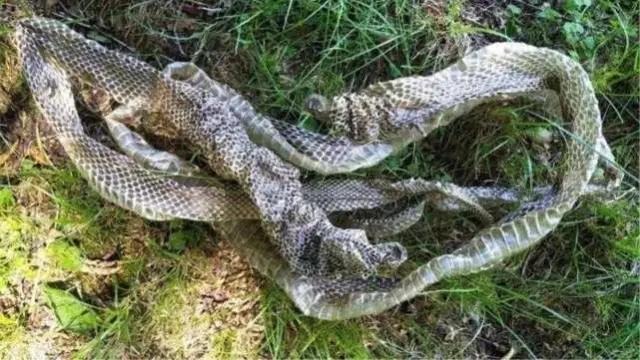 月份看见蛇吉利吗，为什么看见蛇不能喊人"