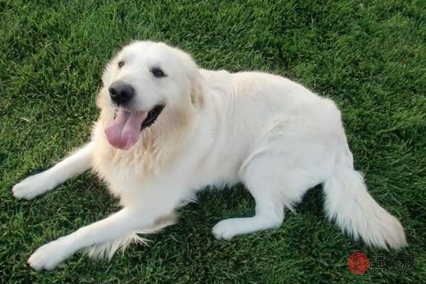 男属羊和女属狗相配吗，属羊男和属狗女婚姻是否相配