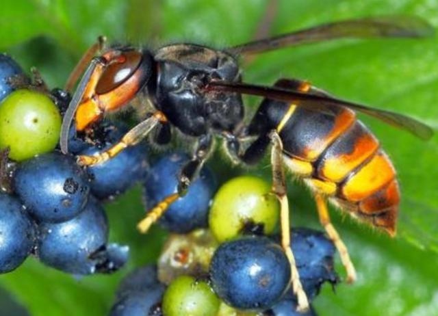 农历8月的蛇好不好，属蛇的人农历8月