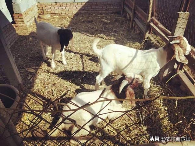 羊和蛇合伙做生意好吗，属蛇与属羊共事怎么样