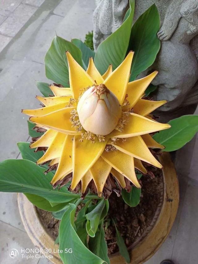 属蛇人家中适合挂哪些画，属蛇的人卧室挂什么画适合