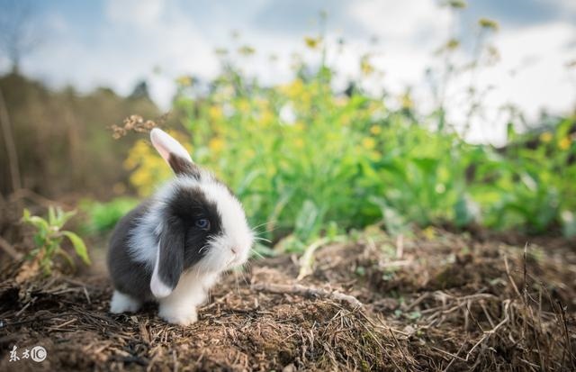 属兔和属鼠谁克谁，属鼠与属兔婚配好不好