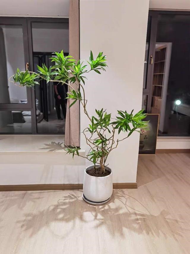 属蛇人家中适合挂哪些画，属蛇的人卧室挂什么画适合