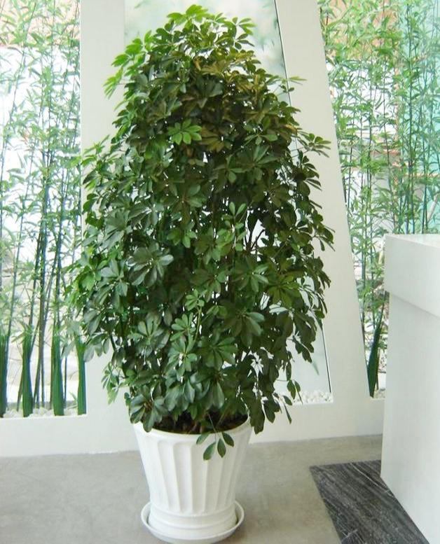 其实非常吉利，有寓意的4位吉利数字"