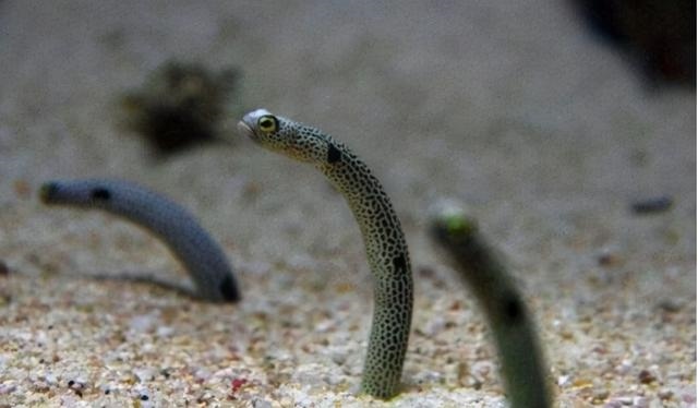 蛇的更大年龄是多少，蛇的岁数是分别多少岁