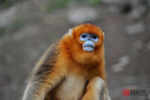 992年属猴男一生命运，92年属猴30岁有一劫2022"