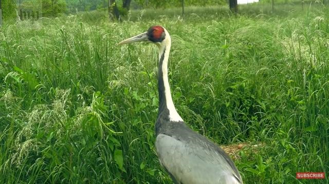 虎和蛇做夫妻好不好，男属虎女属蛇婚配情况