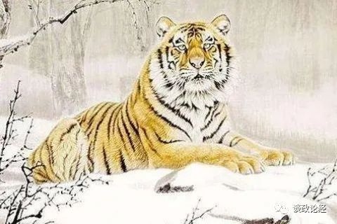 属虎的人2022年,虎人2022年运势运程