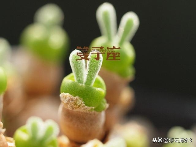 金牛座纠缠一辈子的星座，天秤座躲不过的情缘星座