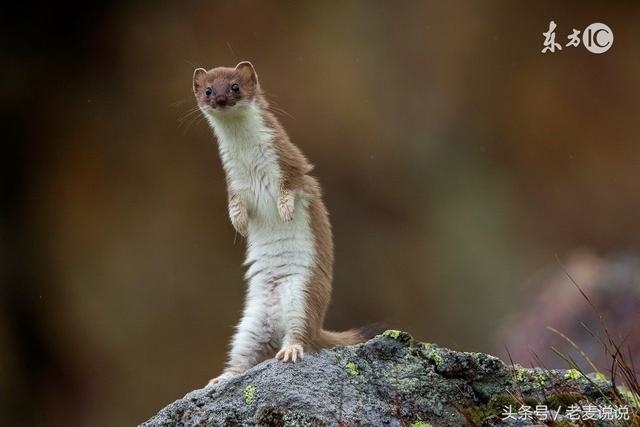 什么样的八字肯定 的，什么样的人会